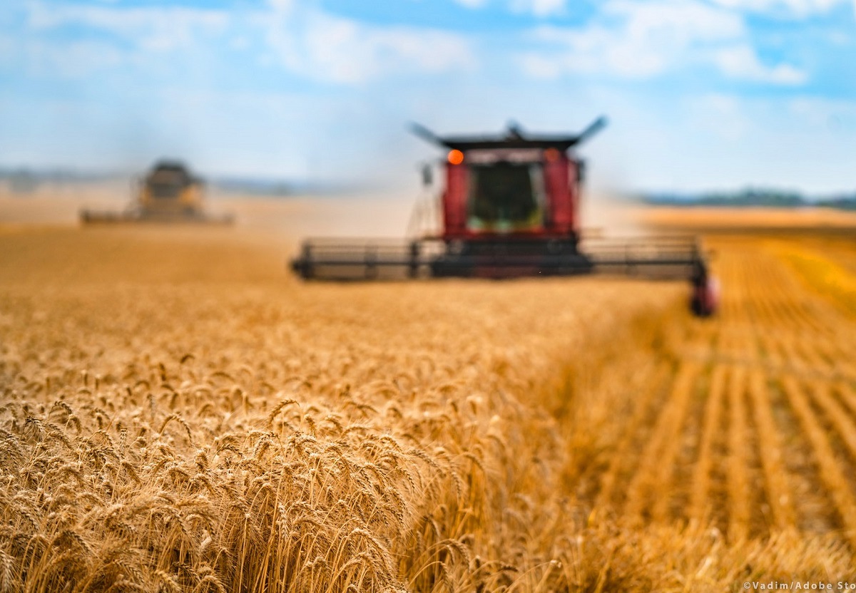 Grano canadese, Coldiretti: oltre 50% dei chicchi arriva con danni da insetti e germogli