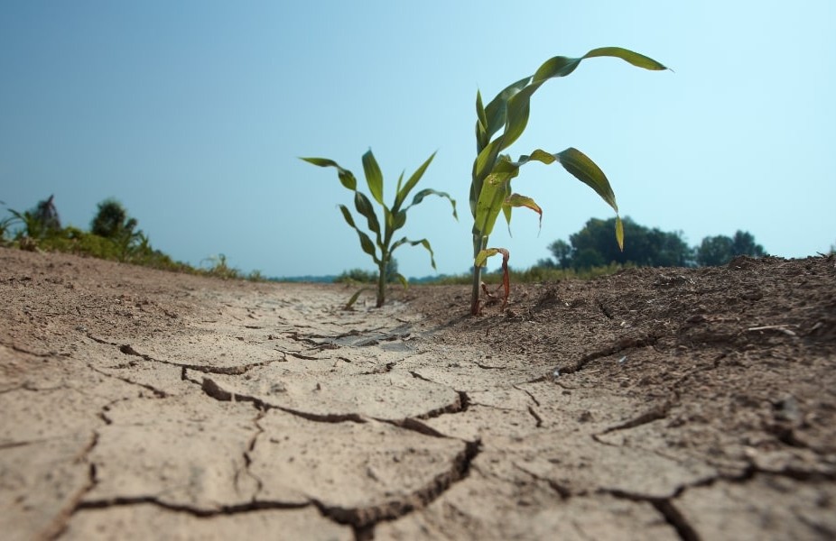 Clima impazzito, Coldiretti: Danni per decine di milioni e raccolti compromessi
