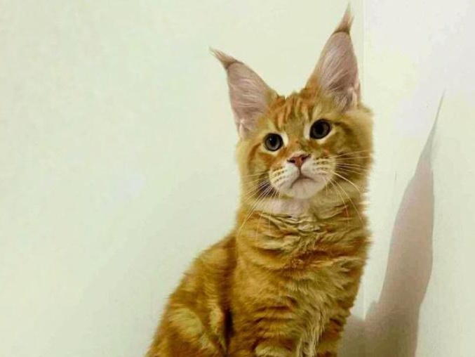 Il gatto più bello del mondo vive in Italia: è Abarth, Maine Coon di Brescia